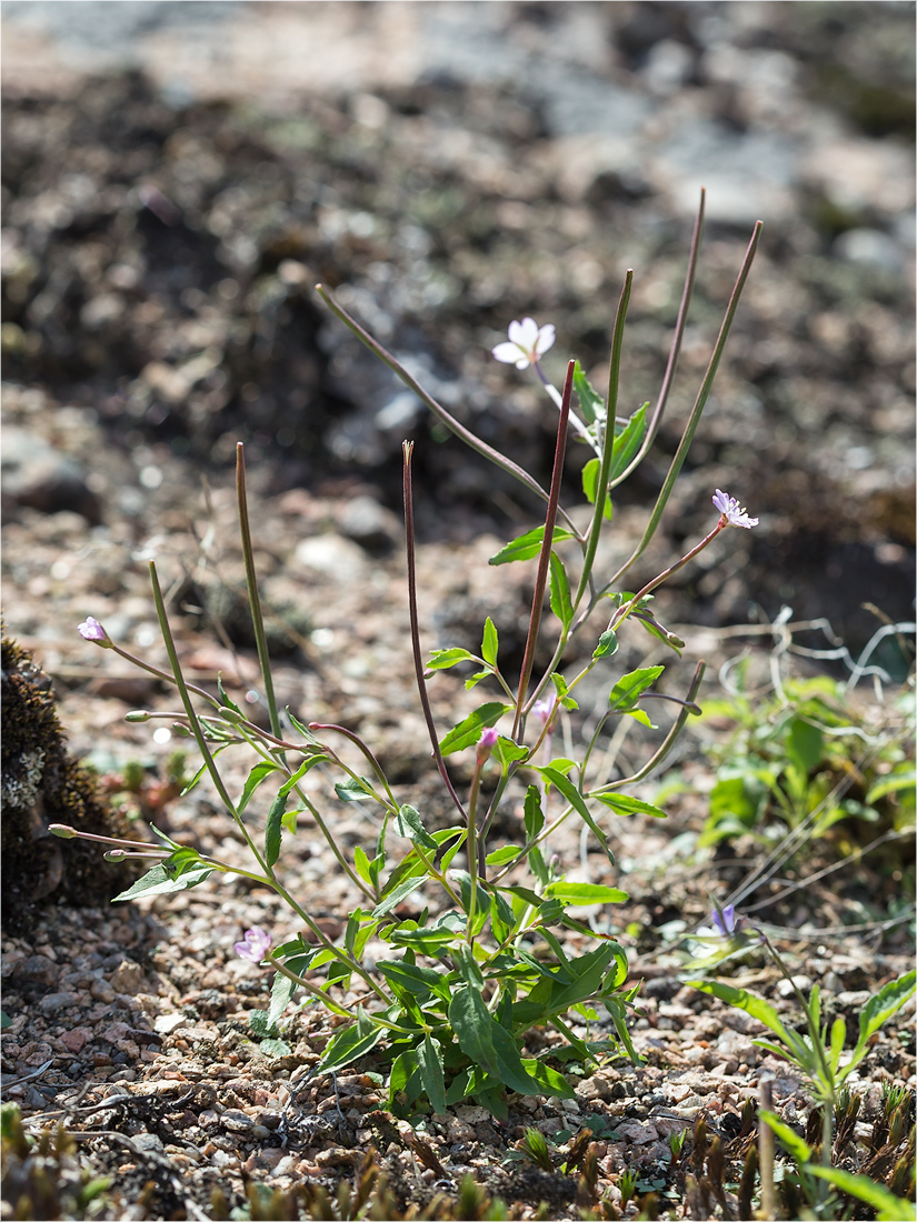 Image of genus Epilobium specimen.