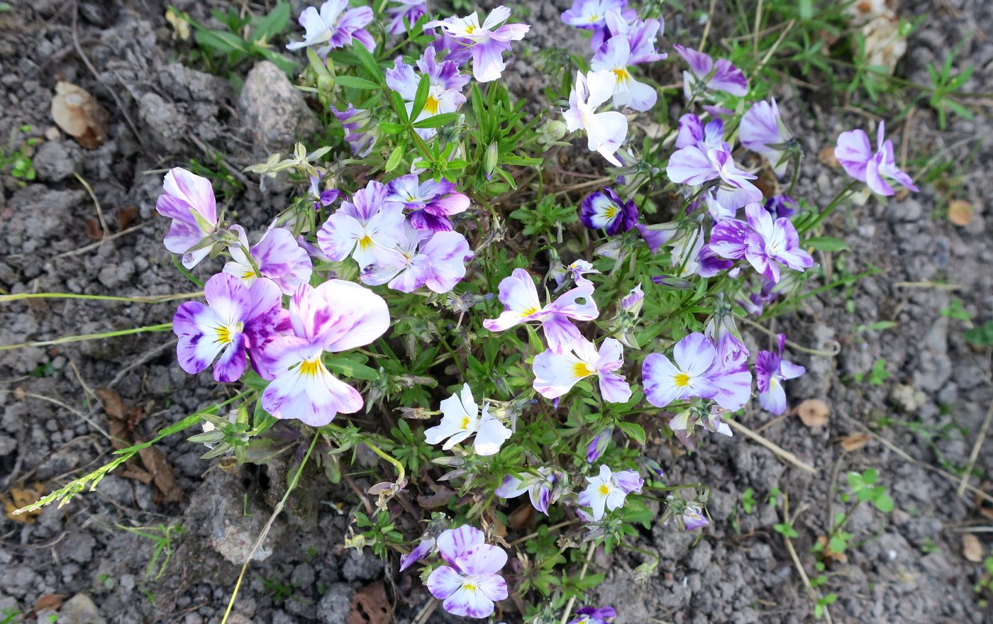 Image of Viola wittrockiana specimen.