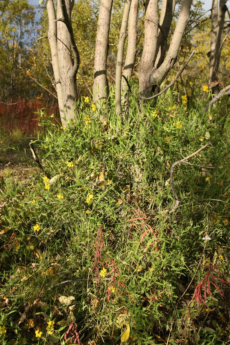 Image of Lathyrus pratensis specimen.