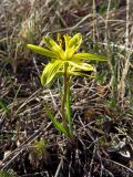 Gagea pauciflora. Цветущее растение. Республика Хакасия, Ширинский р-н, окр. с. Ефремкино, степь. 06.05.2021.