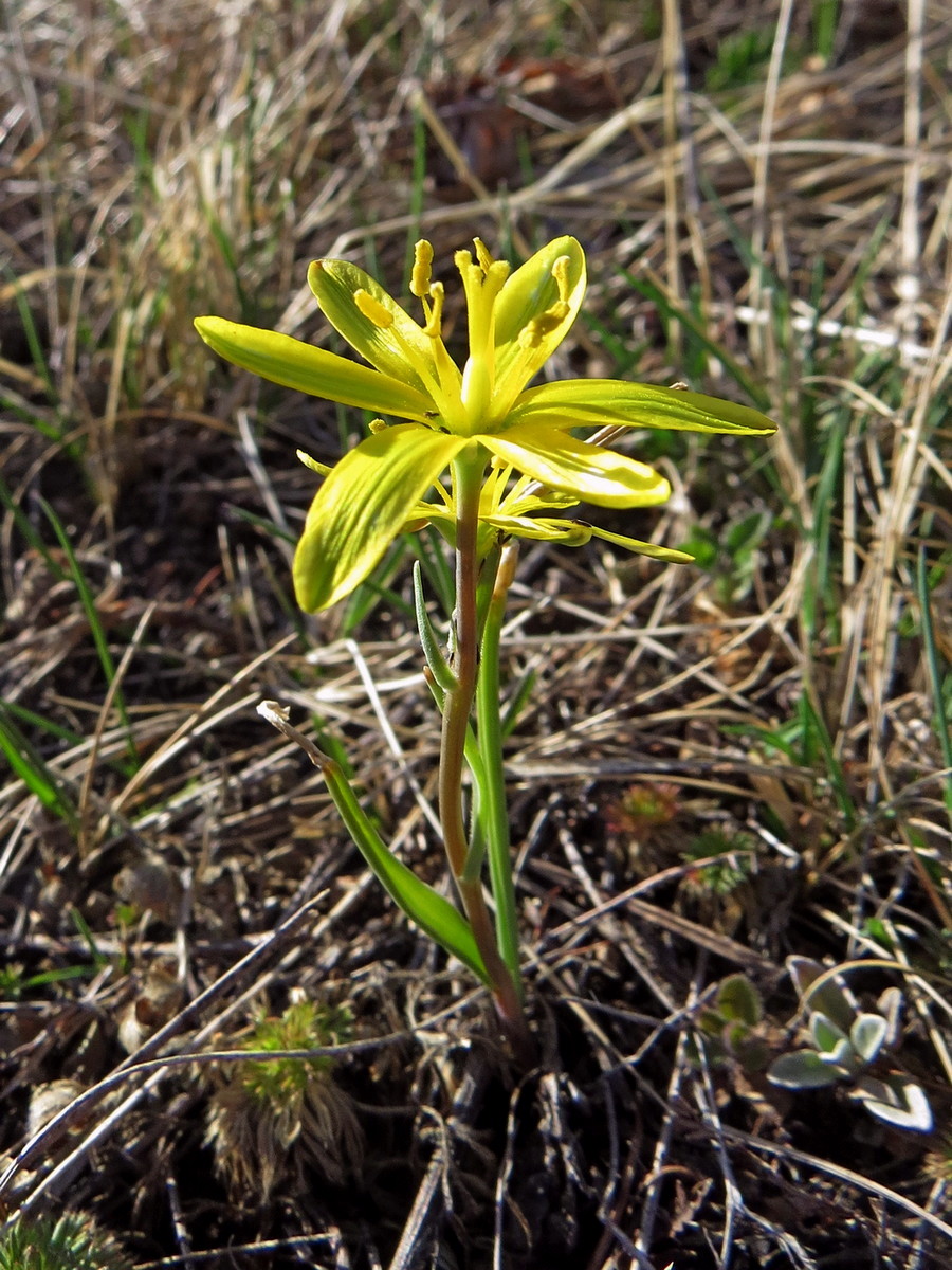 Image of Gagea pauciflora specimen.