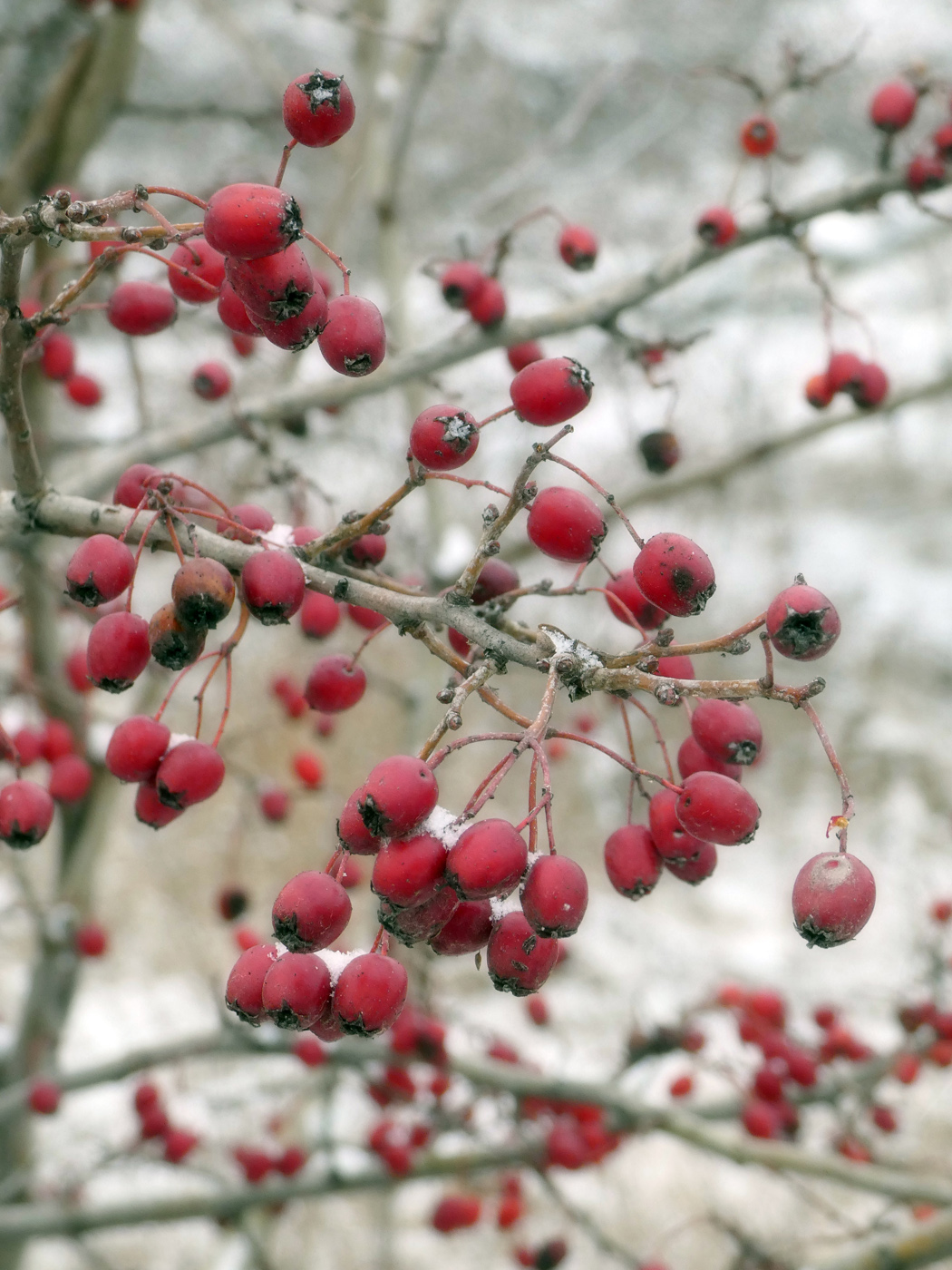 Изображение особи род Crataegus.