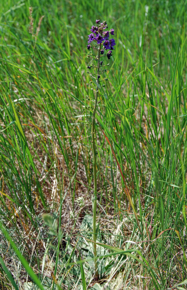 Image of Verbascum phoeniceum specimen.