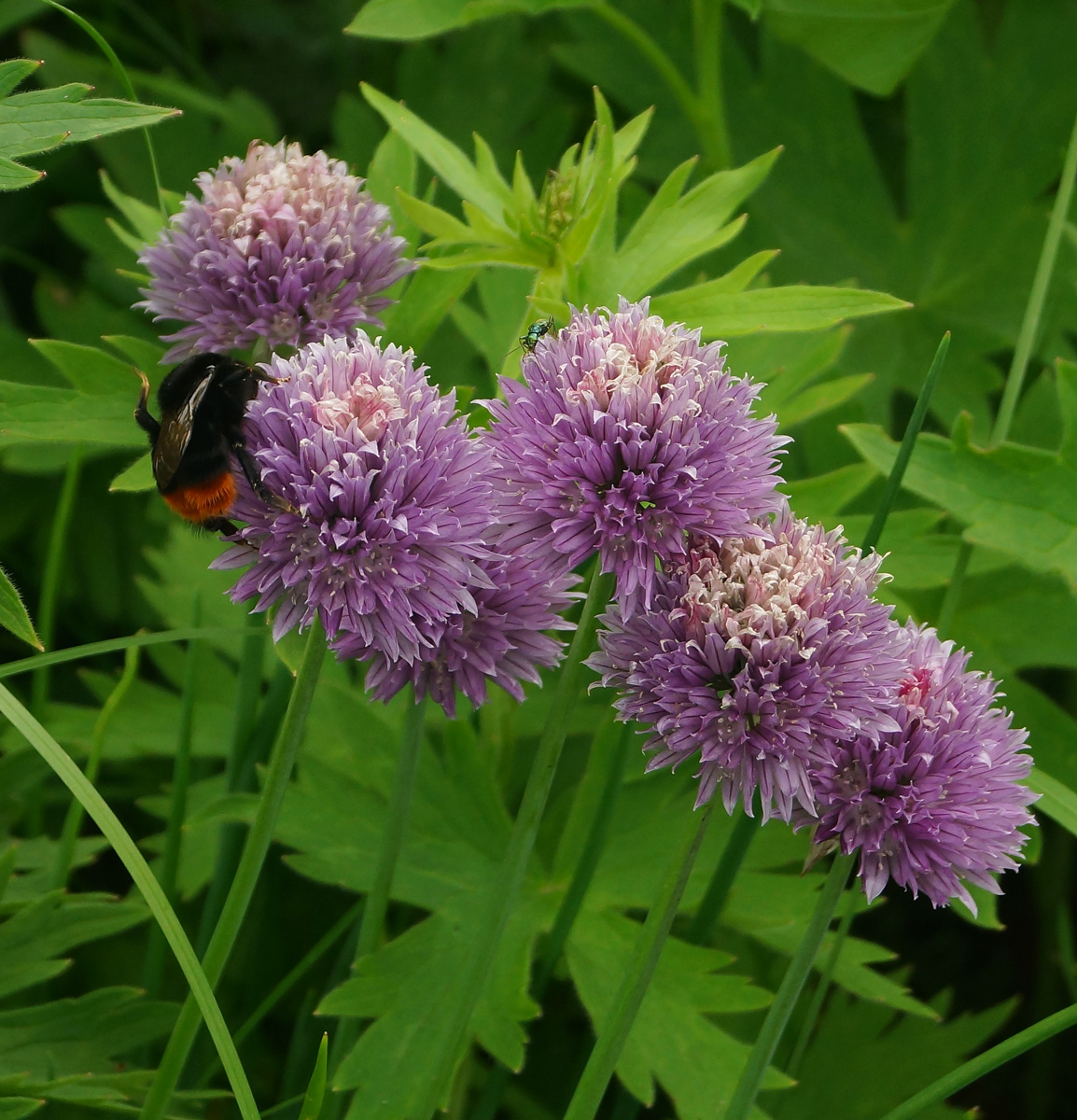 Image of Allium schoenoprasum specimen.