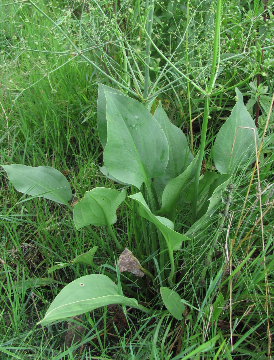 Изображение особи Alisma plantago-aquatica.