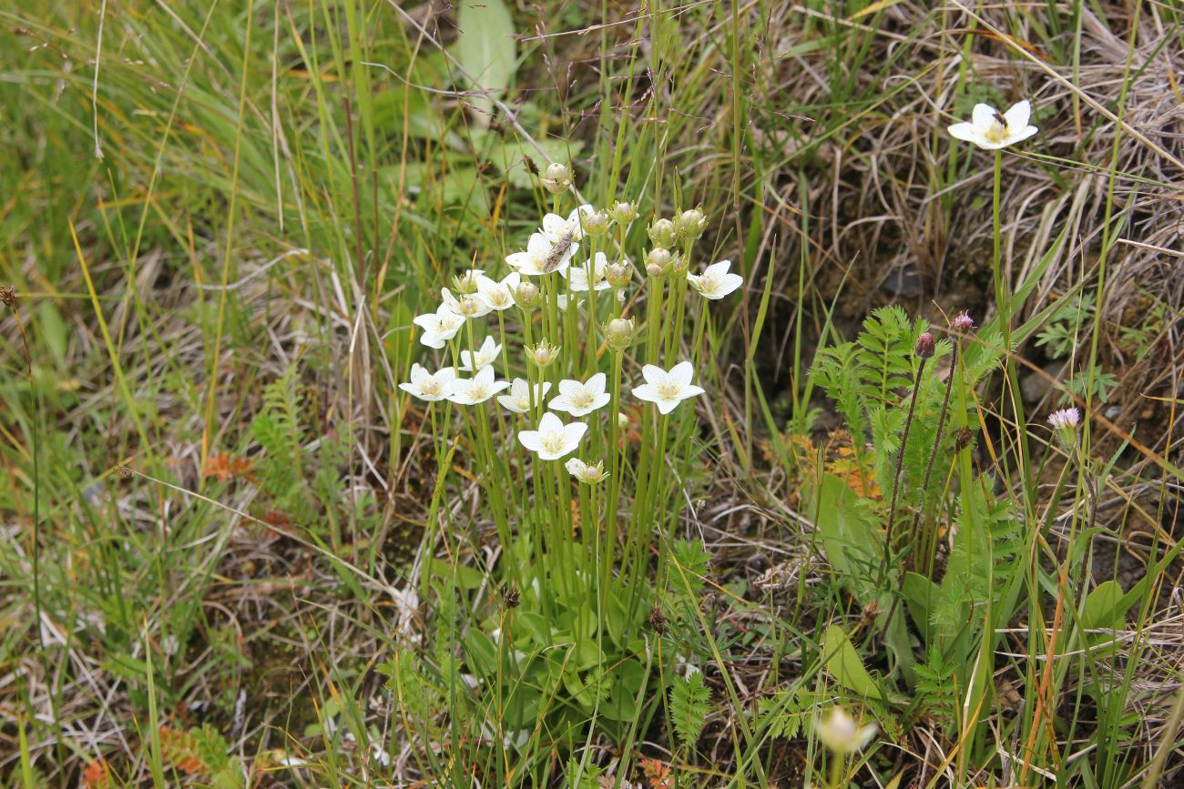 Изображение особи Parnassia palustris.