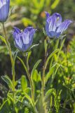 Campanula ciliata