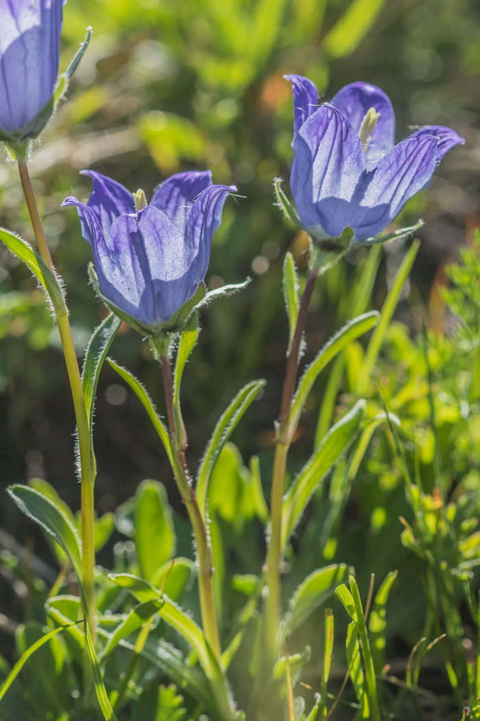 Image of Campanula ciliata specimen.