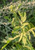 Tanacetum vulgare. Верхушка побега с нераспустившимися соцветиями. Республика Молдова, Окницкий р-н, долина р. Касарэу, обочина дороги. 22.08.2021.
