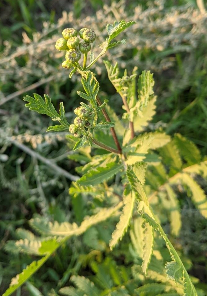 Изображение особи Tanacetum vulgare.