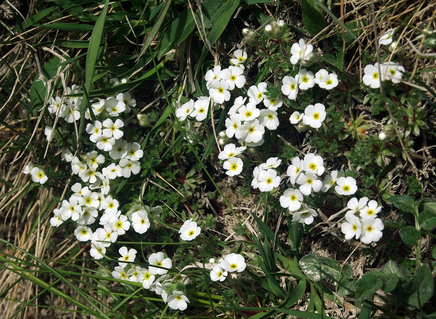 Image of Androsace barbulata specimen.