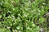 Cousinia integrifolia. Растения на стадии бутонизации. Узбекистан, Кашкадарьинская обл., Китабский р-н, Китабский государственный геологический заповедник, высота около 1300 м н.у.м., глинистый склон. 08.05.2022.