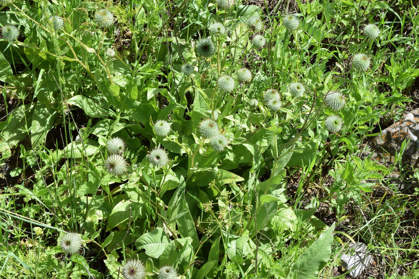 Изображение особи Cousinia integrifolia.