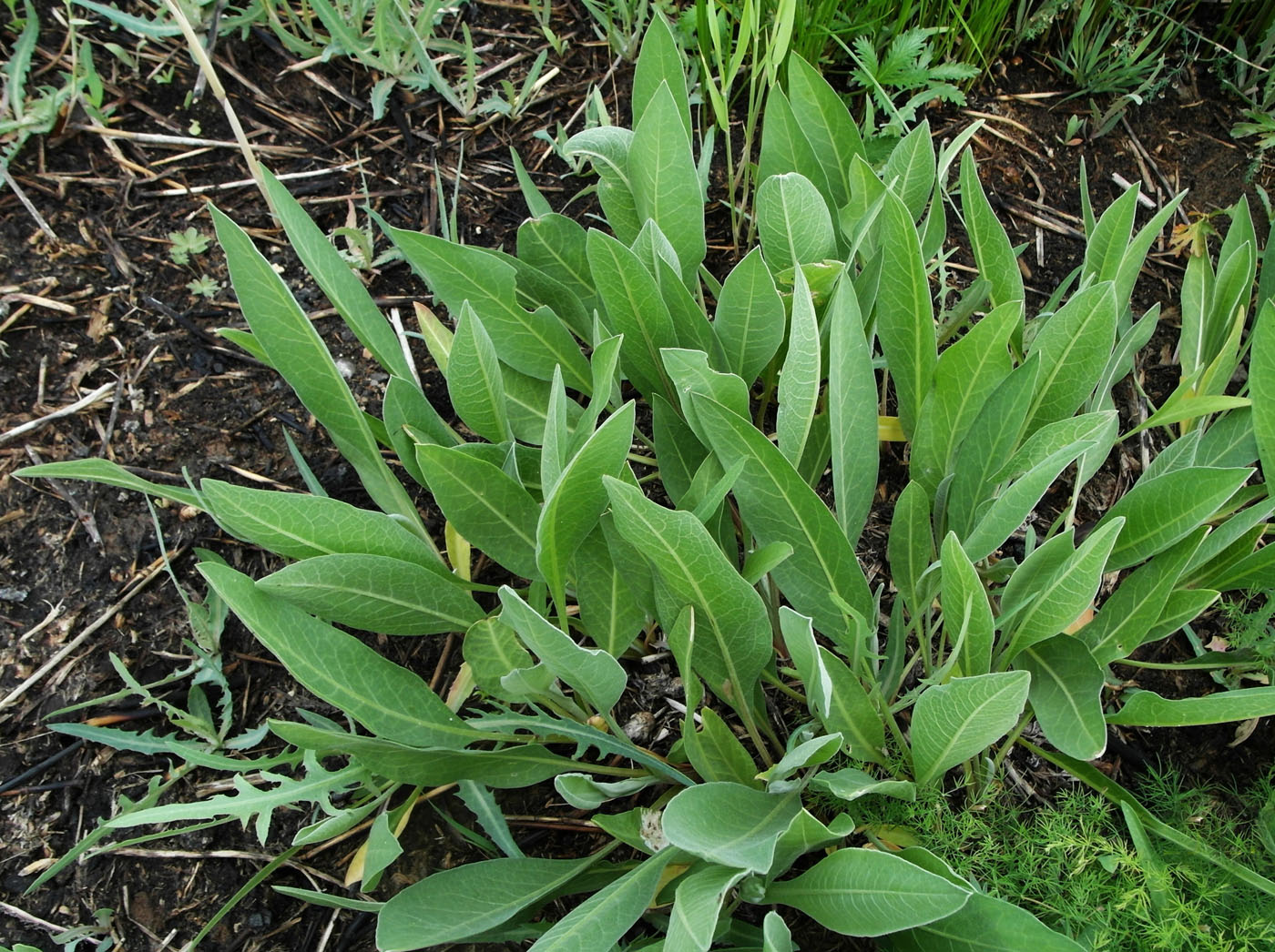 Изображение особи семейство Asteraceae.