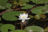 Nymphaea candida