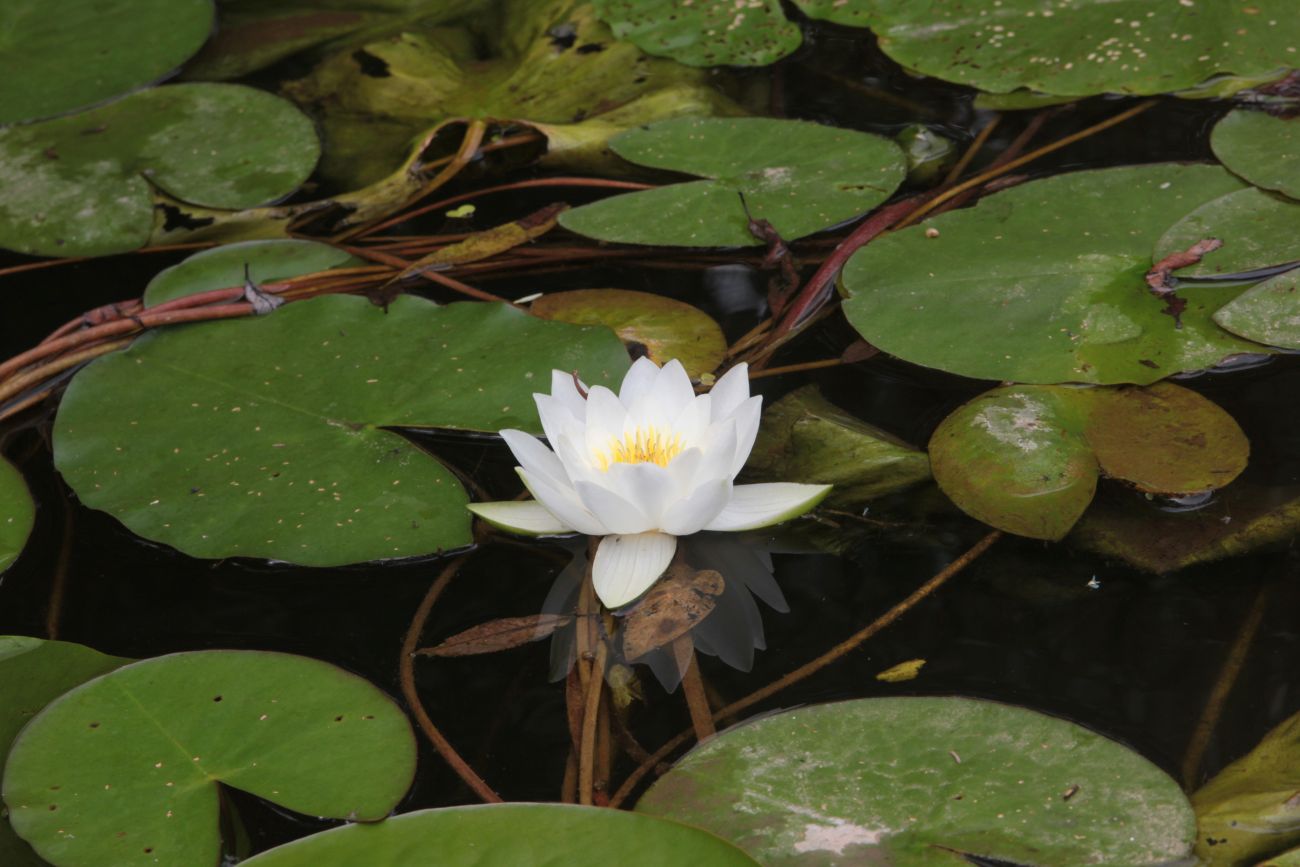 Image of Nymphaea candida specimen.