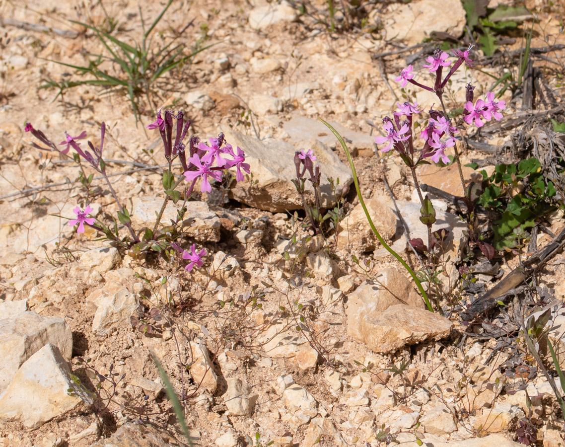 Изображение особи Silene aegyptiaca.