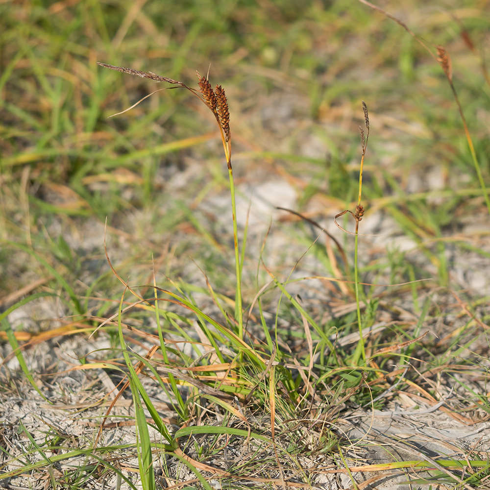 Image of Carex cuspidata specimen.