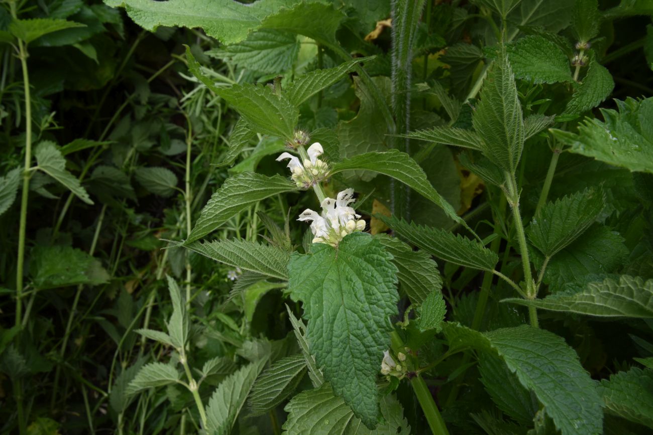 Image of Lamium album specimen.