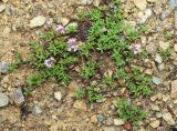 Thymus urussovii