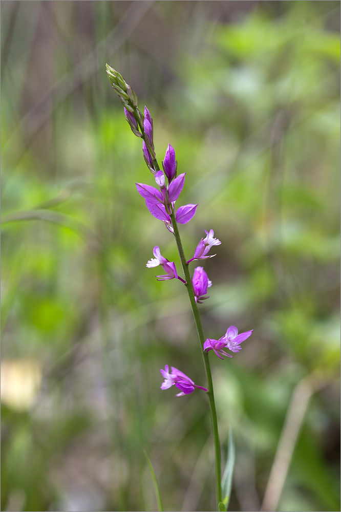 Изображение особи Polygala caucasica.