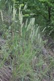 Phleum phleoides