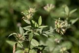 Psoralea подвид pontica