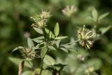 Psoralea bituminosa subspecies pontica. Верхушка отцветшего растения. Краснодарский край, Пшадский сельский округ, окр. с. Криница, ущ. Грекова щель, опушка соснового леса на склоне горы. 09.07.2022.