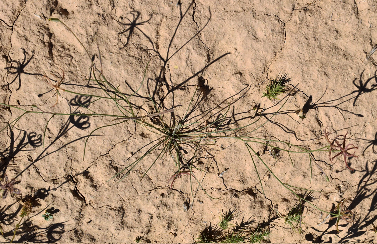 Image of Koelpinia tenuissima specimen.