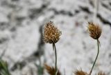 Calamagrostis anthoxanthoides