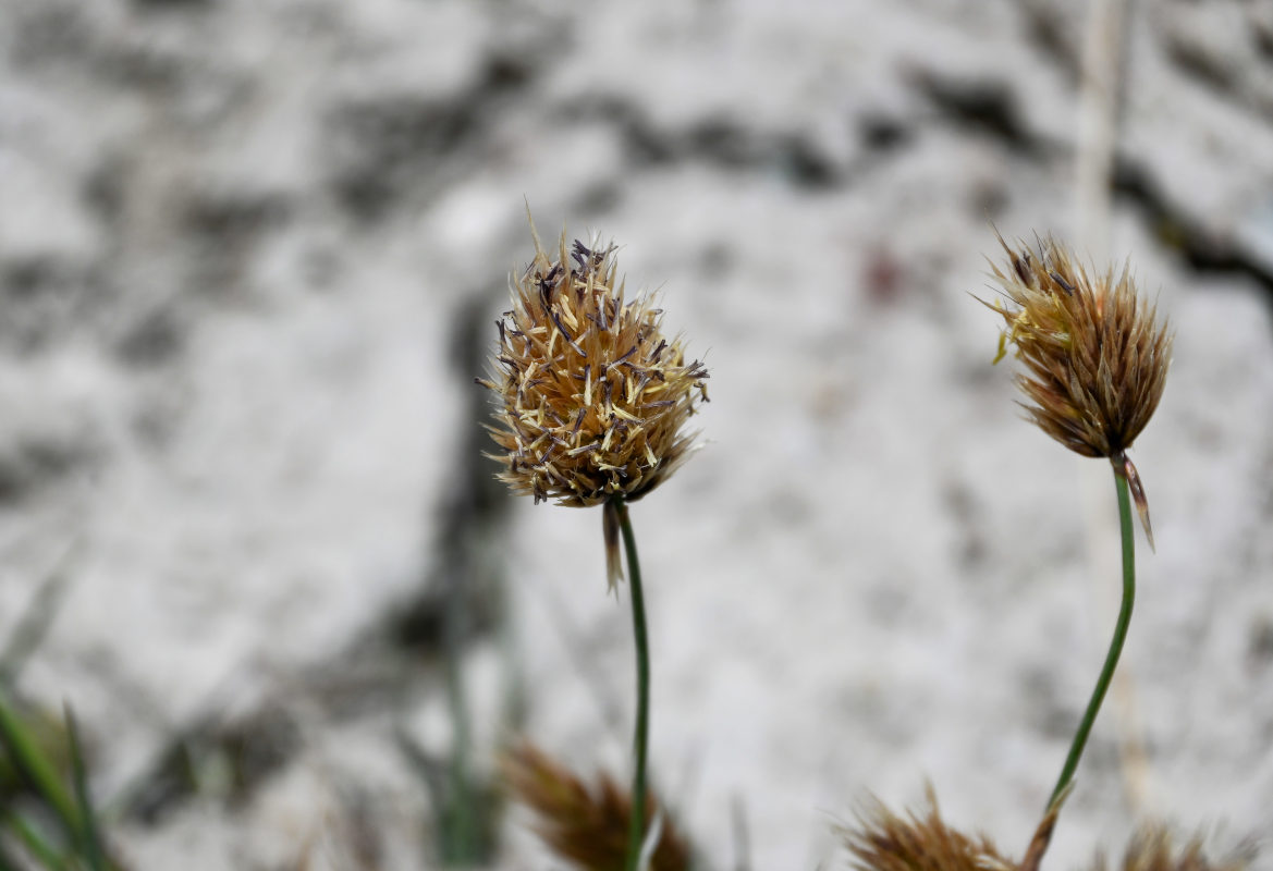 Изображение особи Calamagrostis anthoxanthoides.