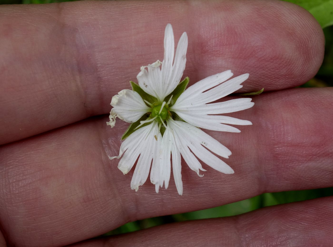 Изображение особи Fimbripetalum radians.