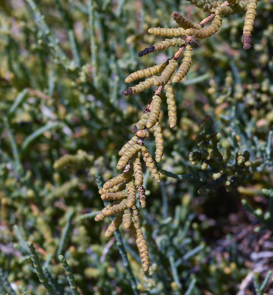 Image of Arthrocnemum macrostachyum specimen.