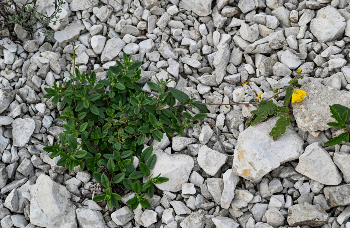 Image of genus Helianthemum specimen.