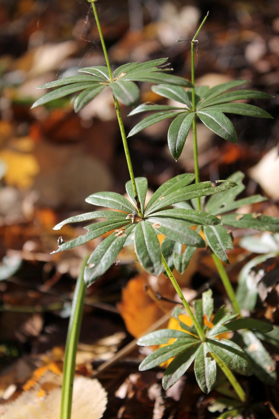 Image of Galium odoratum specimen.