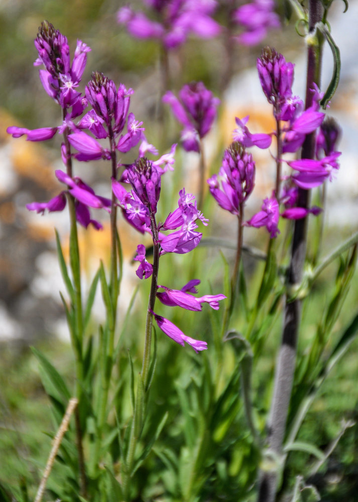 Image of genus Polygala specimen.