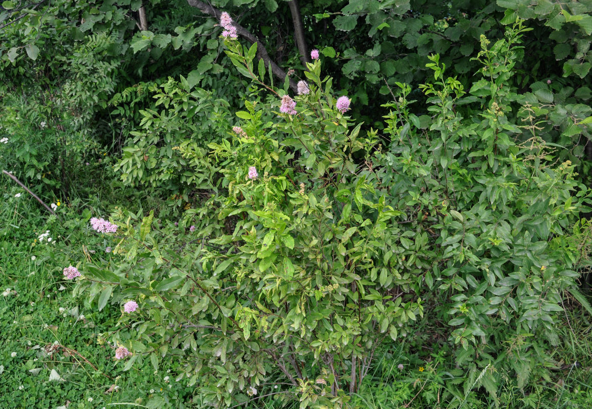 Изображение особи Spiraea humilis.