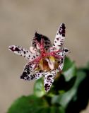 Tricyrtis hirta