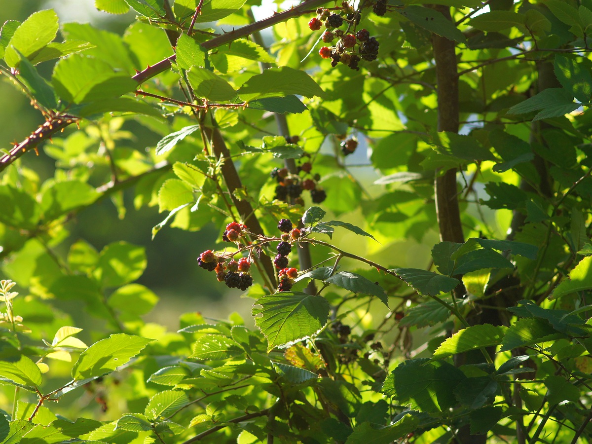 Image of genus Rubus specimen.