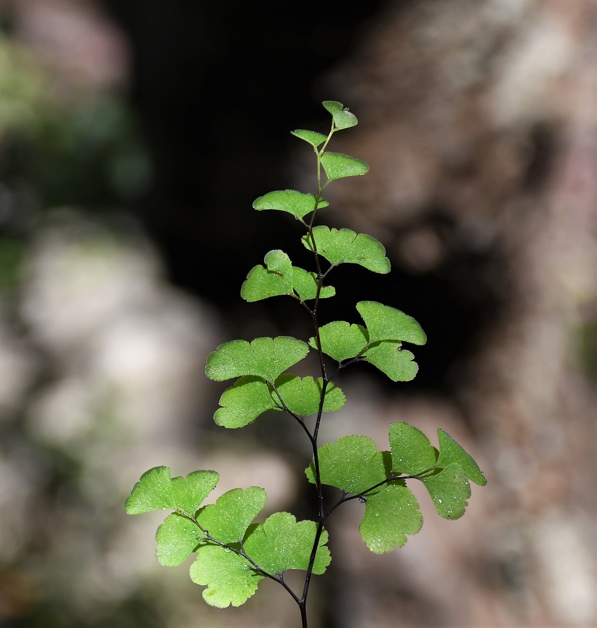 Изображение особи Adiantum capillus-veneris.