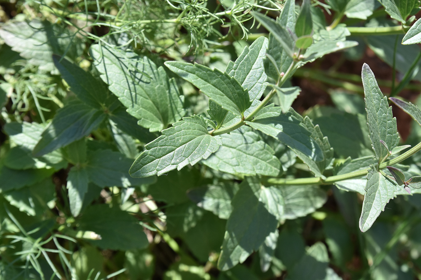 Image of Nepeta ucranica specimen.