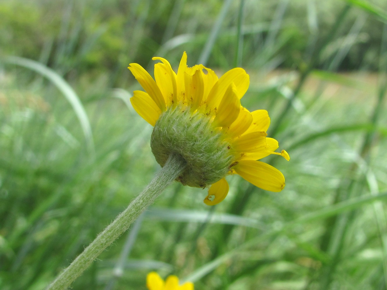 Image of Anthemis tinctoria specimen.