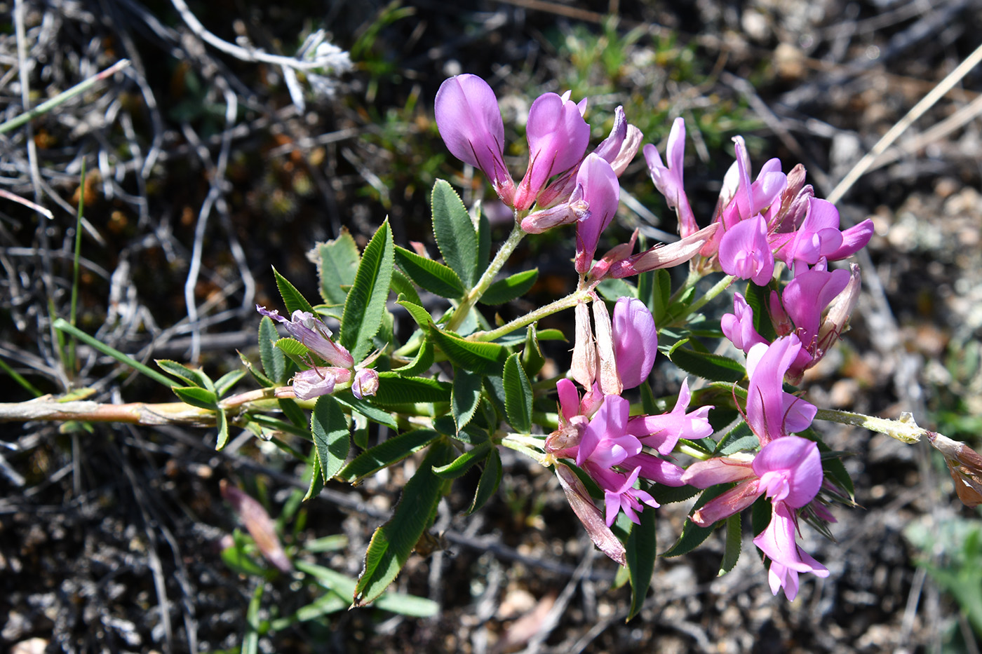 Изображение особи Trifolium popovii.