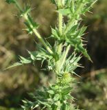 Cirsium ciliatum. Часть стебля, листья, основания пазушных побегов и развивающееся соцветие. Республика Адыгея, окраина пос. Каменномостский, ур. Холодное, луг. 31 июля 2022 г.