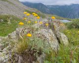 Anthemis sosnovskyana. Цветущее растение. Карачаево-Черкесия, Урупский р-н, Кавказский биосферный заповедник, Имеретинские озёра, дол. ручья Тихий, у оз. Проточное, ≈ 2450 м н.у.м., альпийский луг, в расщелине известняковой скалы. 29.07.2022.