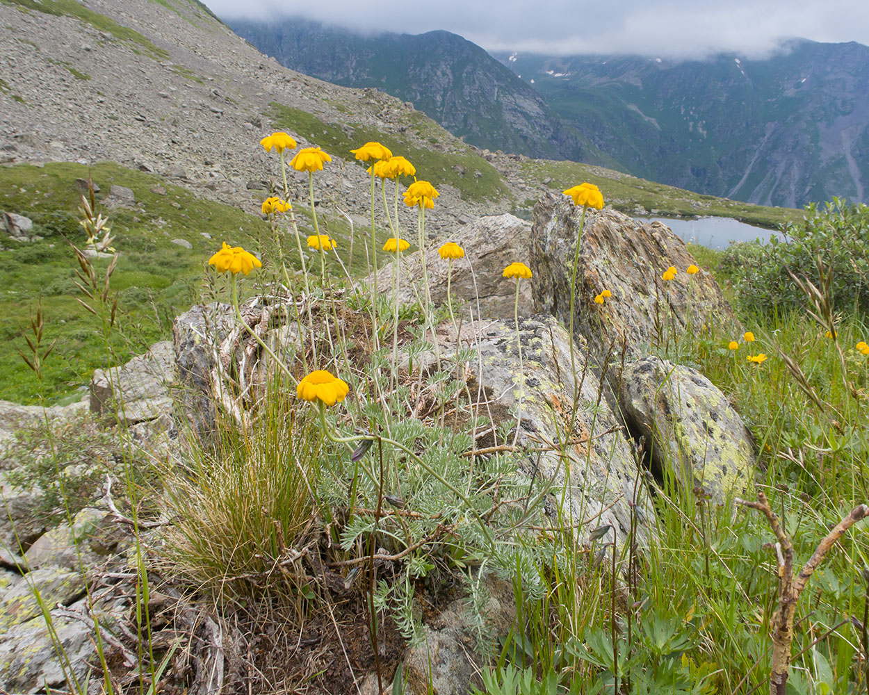 Image of Anthemis sosnovskyana specimen.