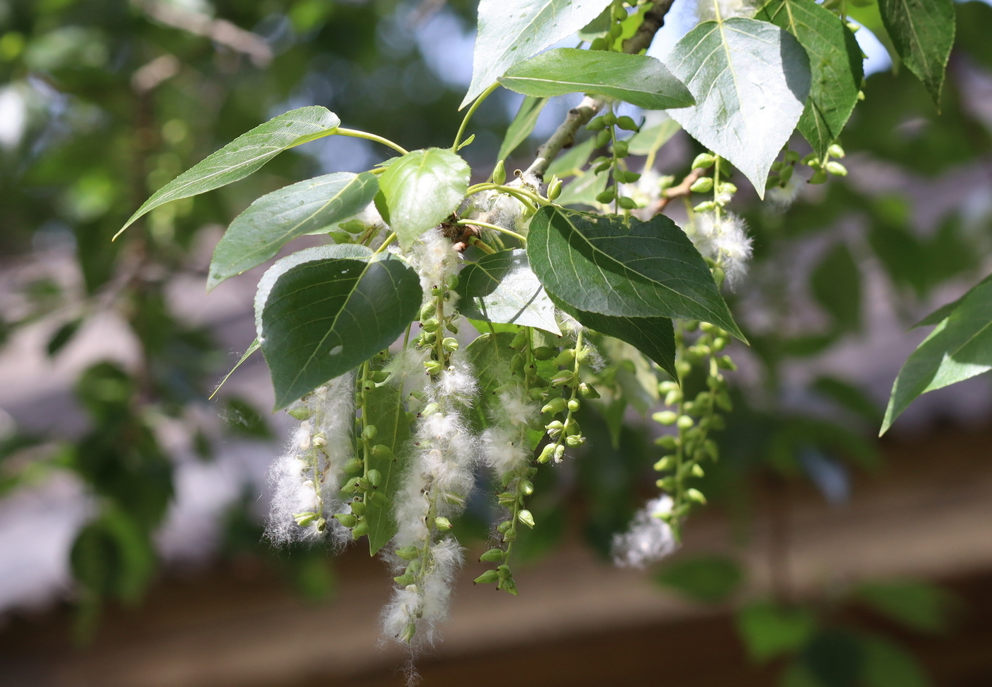 Изображение особи Populus &times; sibirica.