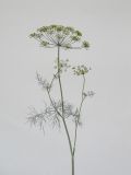 Image of taxon representative. Author is Раду Кибзий