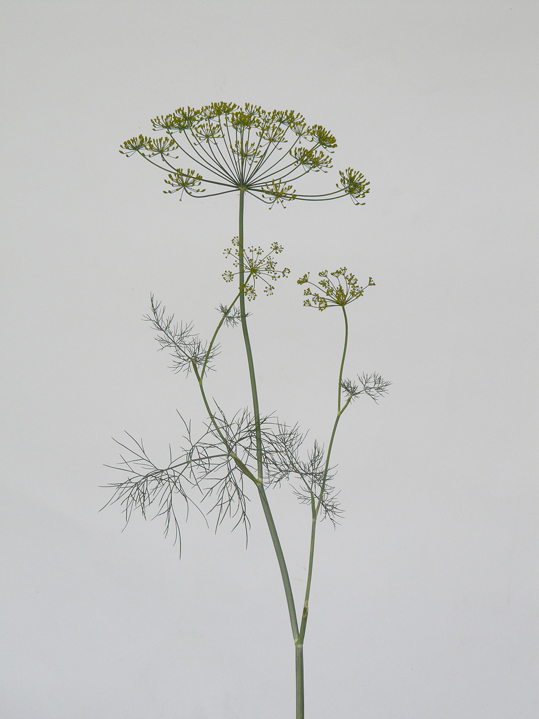 Image of Anethum graveolens specimen.