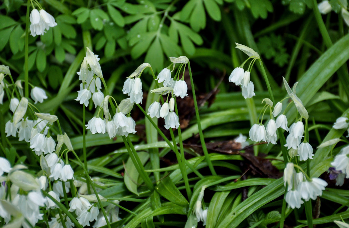 Изображение особи Allium paradoxum.